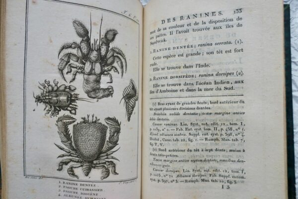 crustacés Histoire Naturelle.. des Crustacés et des insectes 1802 – Image 6