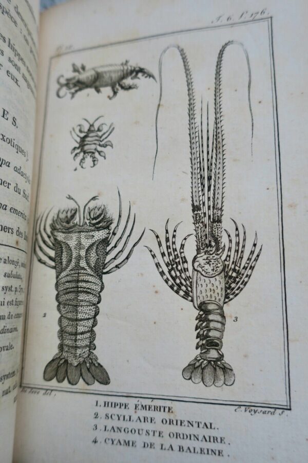 crustacés Histoire Naturelle.. des Crustacés et des insectes 1802