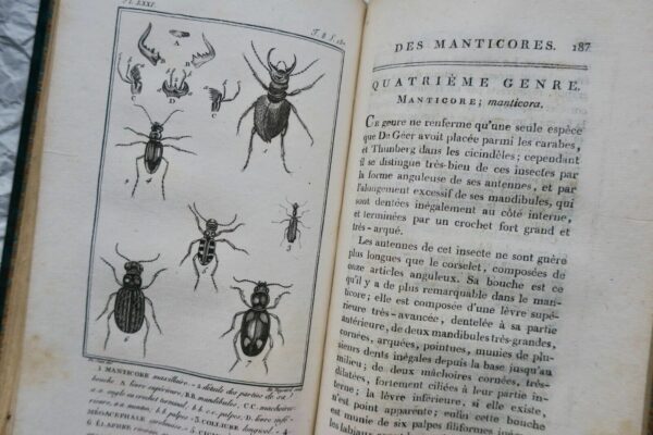 crustacés Histoire Naturelle.. des Crustacés et des insectes 1802 – Image 9