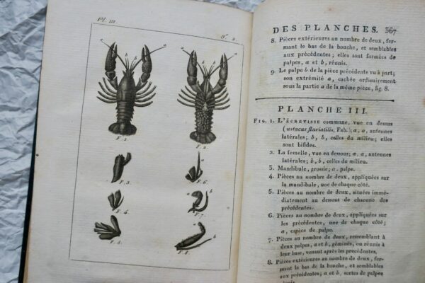 crustacés Histoire Naturelle.. des Crustacés et des insectes 1802 – Image 10