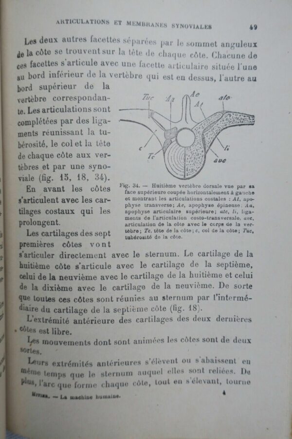 LA MACHINE HUMAINE ANATOMIE MECANIQUE PHYSIOLOGIE – Image 6