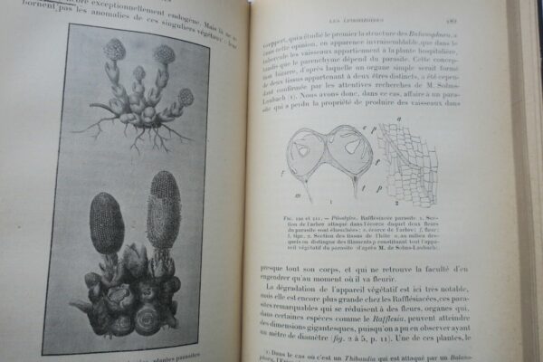 nature tropicale 1899 – Image 3