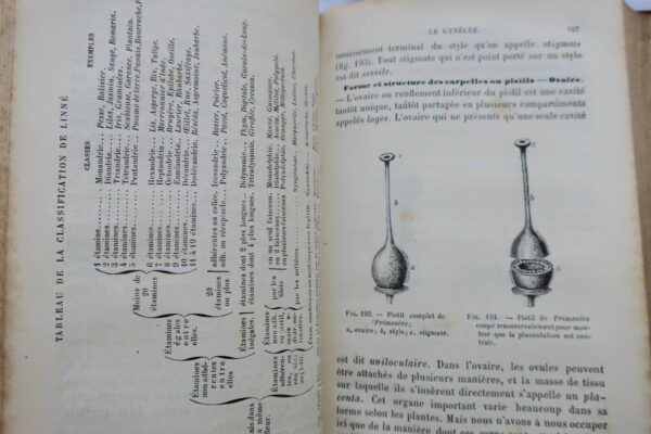 BOTANIQUE ORGANOGRAPHIE ET FAMILLE NATURELLES 1883 – Image 8