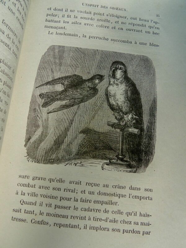 ESPRIT DES OISEAUX 1867 – Image 8