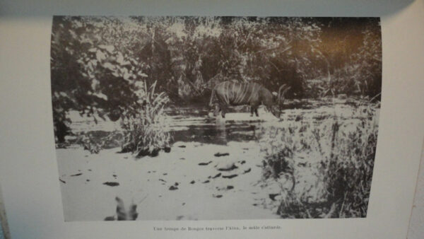 la vie des animaux sauvages au cameroun  Dr Gromier 1937 – Image 5