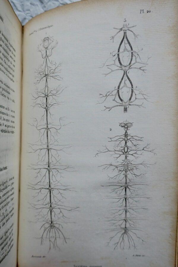 Entomologie LACORDAIRE Introduction à l'entomologie 1834 – Image 10