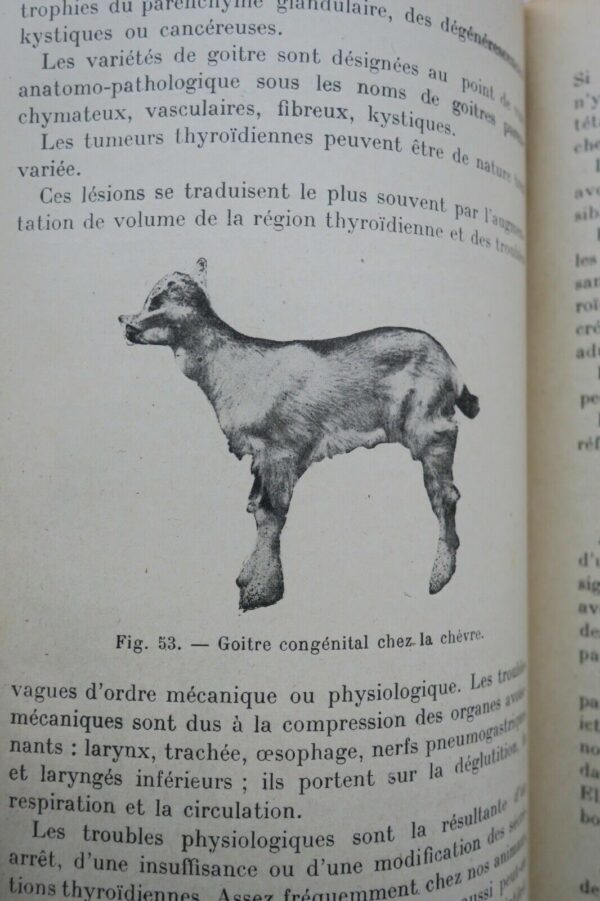 Mouton LES MALADIES DU MOUTON 1923 – Image 11