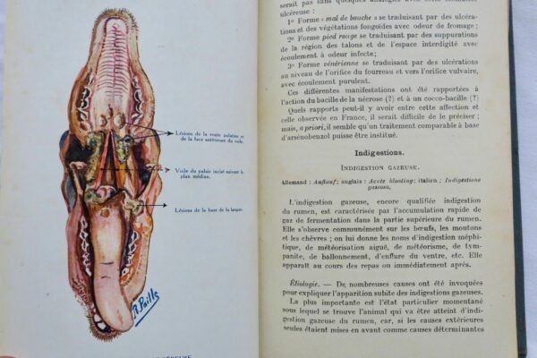 Mouton LES MALADIES DU MOUTON 1923 – Image 12