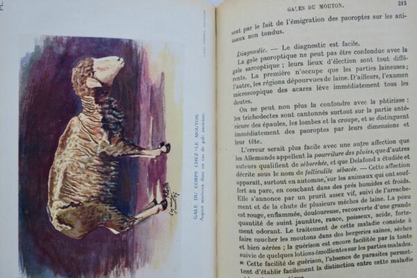 Mouton LES MALADIES DU MOUTON 1923 – Image 4