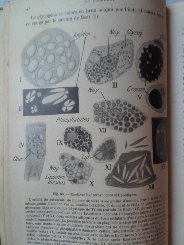 Précis d’histologie. Tome I : Histologie généréle. Tome II : Histologie des o... – Image 6