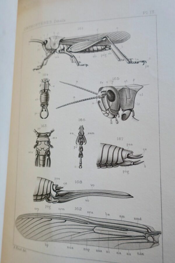 Insectes Orthoptères, Thysanoures et Orthoptères 1890 – Image 11