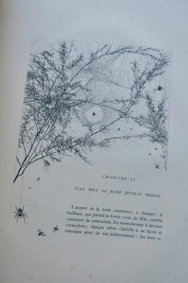 Théophile Gautier eaux-fortes de K. Bodmer La nature chez elle 1870 – Image 6