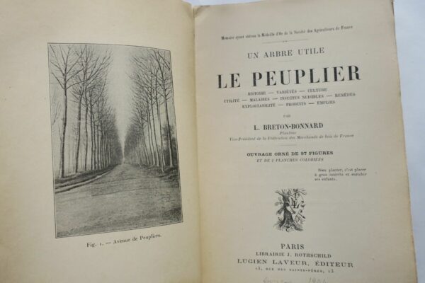 ARBRE UTILE - LE PEUPLIER - HISTOIRE VARIETES CULTURE UTILITE – Image 3