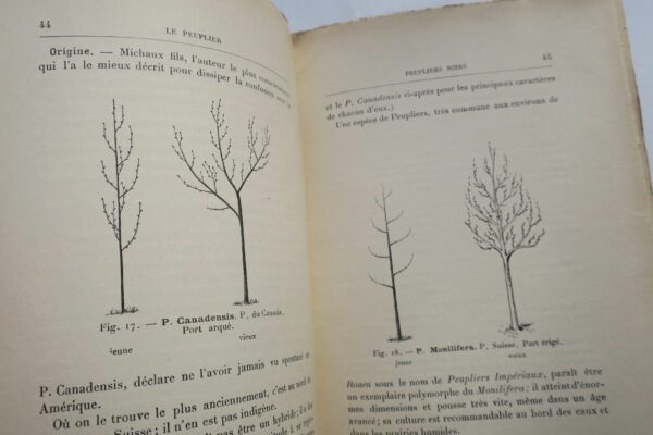 ARBRE UTILE - LE PEUPLIER - HISTOIRE VARIETES CULTURE UTILITE – Image 7