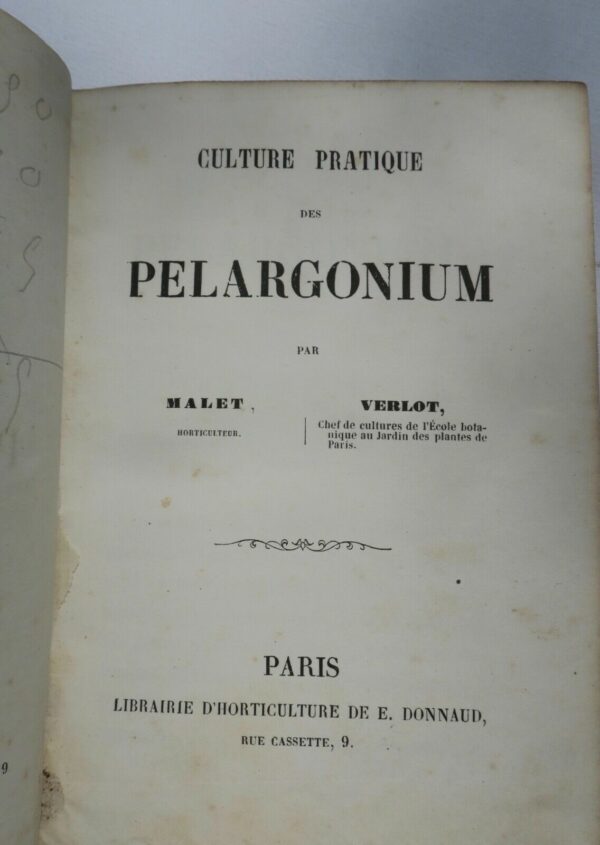 pelargonium culture pratique des pelargonium, giroflées, aquatiques, lantanas – Image 6