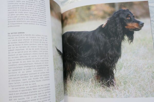 chiens d'arrêt côté chasse – Image 4