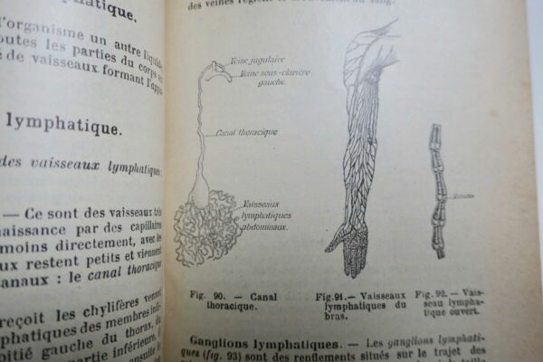 Caustier HISTOIRE NATURELLE 1906 – Image 6