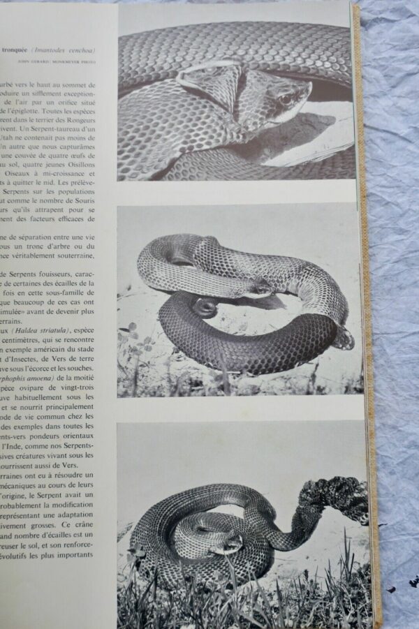 Reptiles vivants du monde 1960 – Image 9